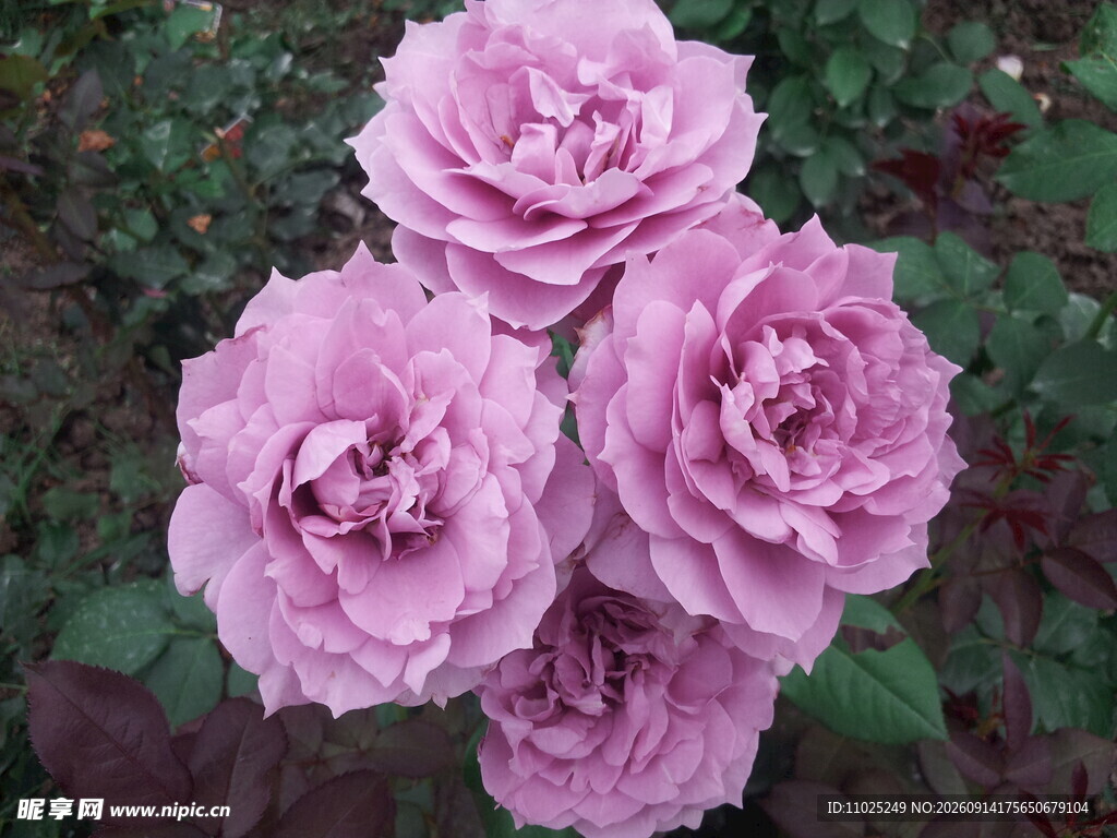 四朵盛开的粉紫色玫瑰花簇