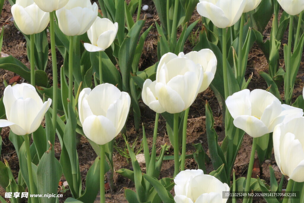 春日色彩分层郁金香花田景观