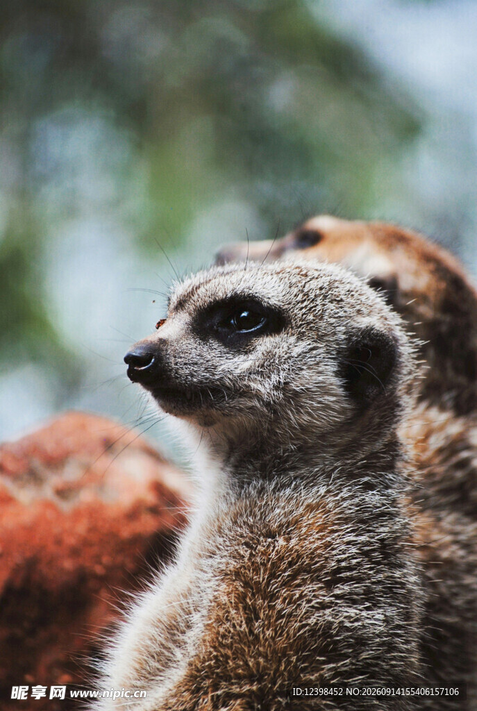 可爱狐獴特写