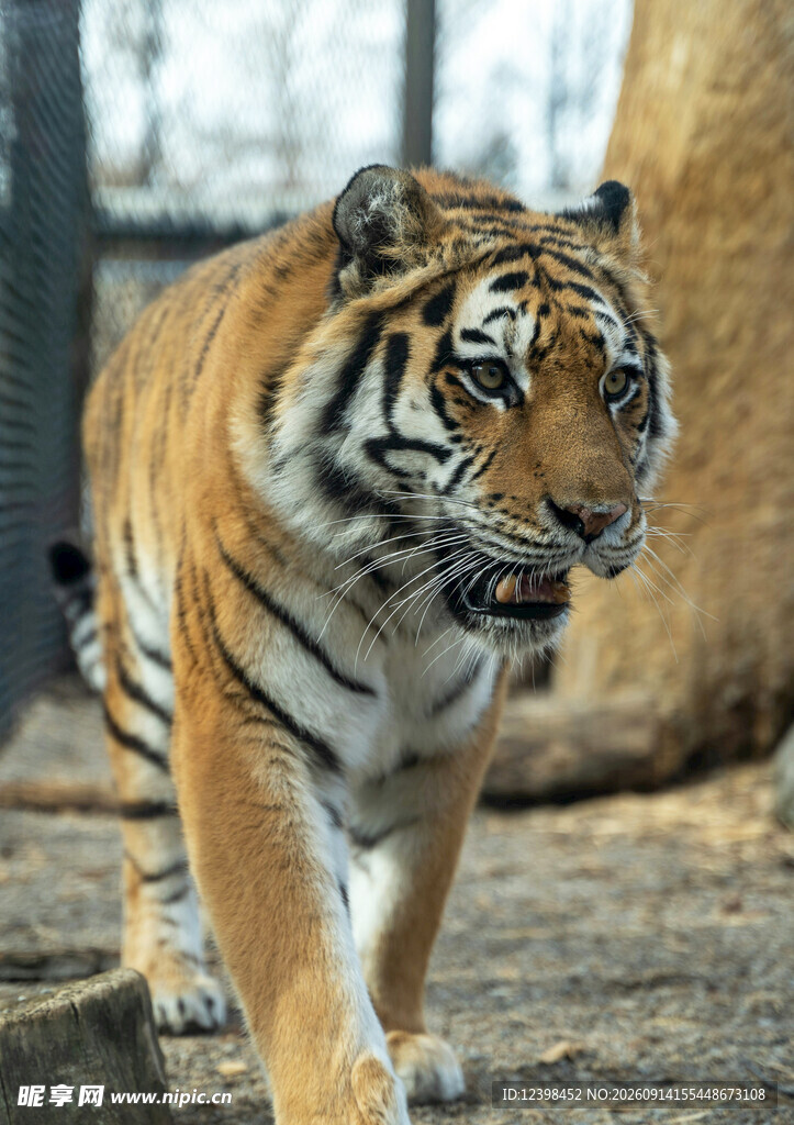 行走的斑斓猛虎