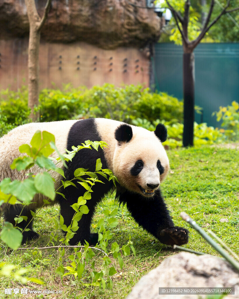 熊猫于草地悠闲活动