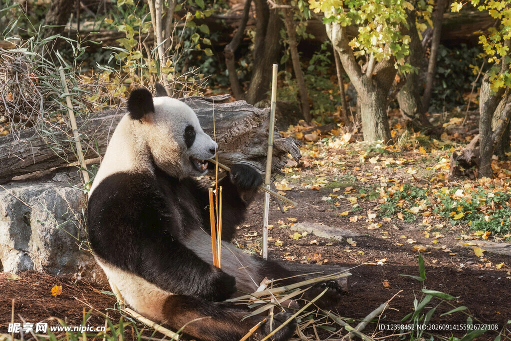 熊猫悠闲坐于林间
