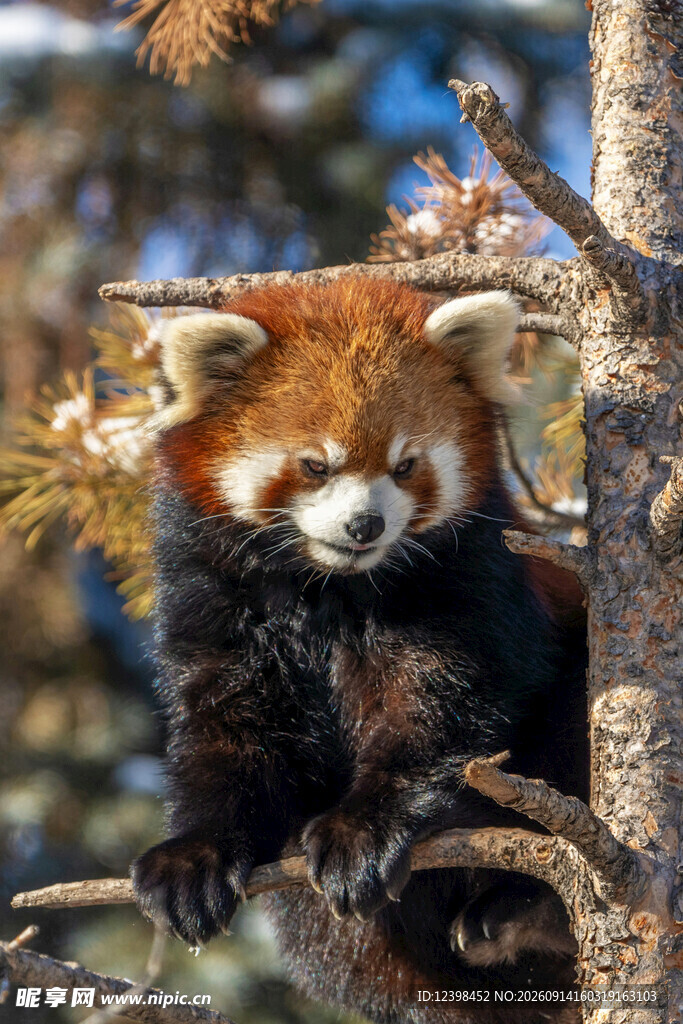 小熊猫栖息于树枝间