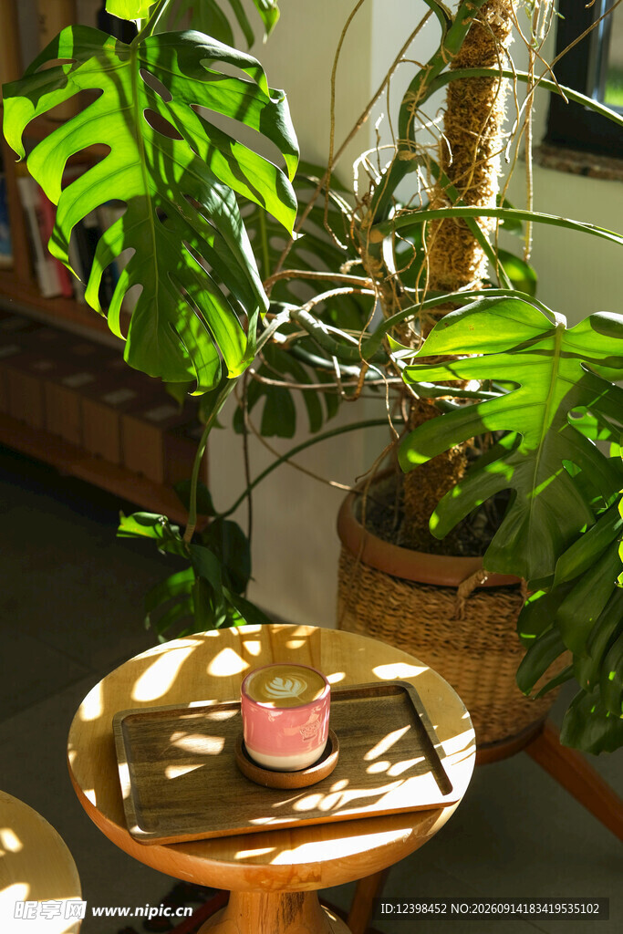 室内绿植环绕的温馨角落