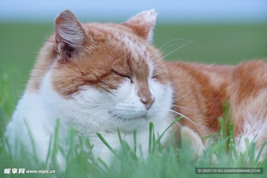 草地上闭眼休憩的猫咪