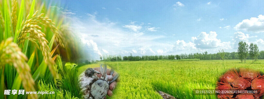 盘锦河蟹背景
