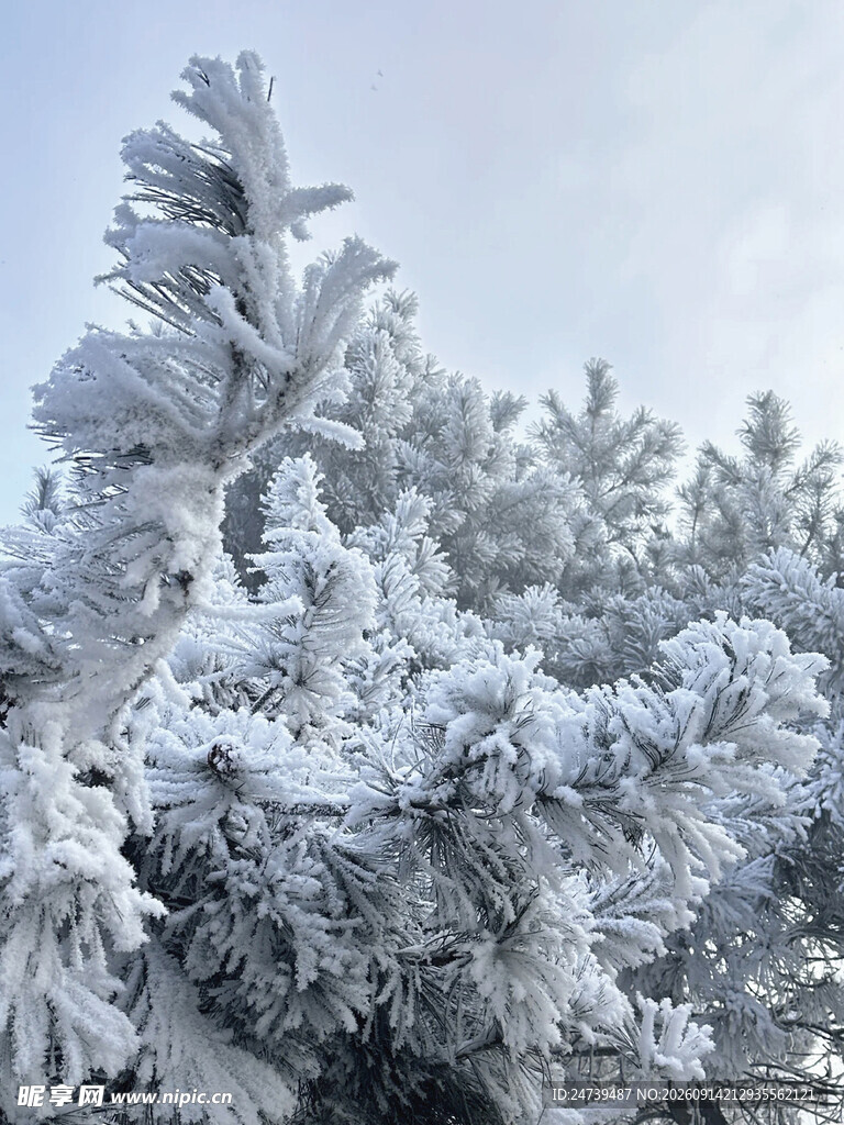 冬日雾凇雪景迷人风光