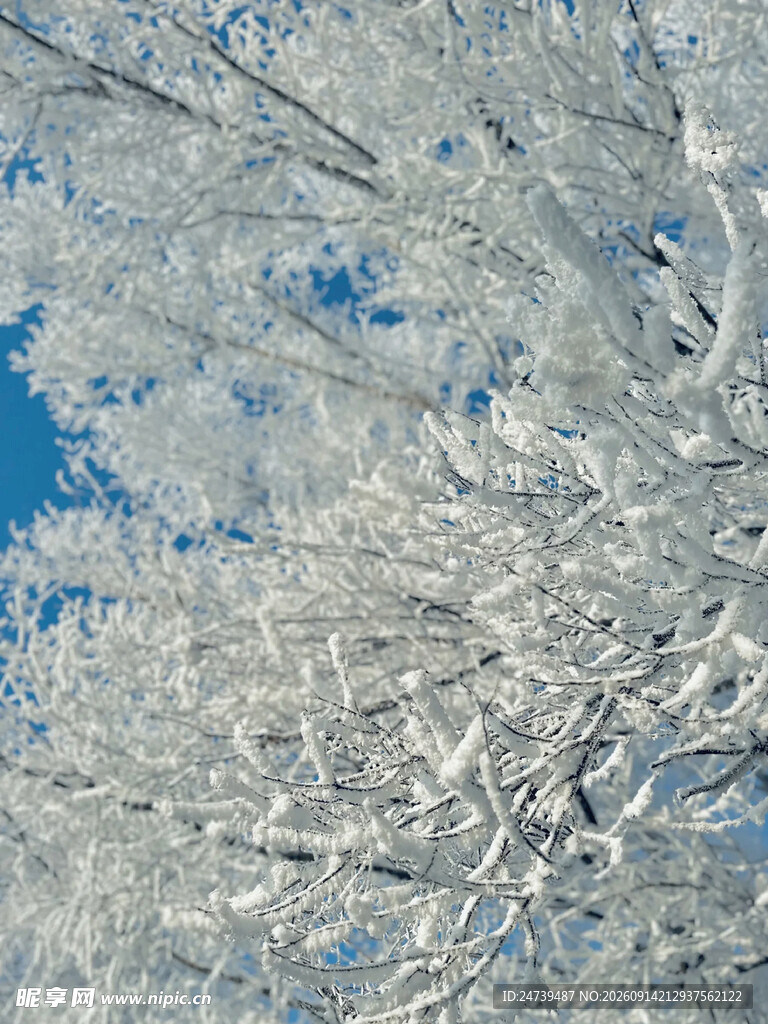 冬日雾凇雪景迷人风光