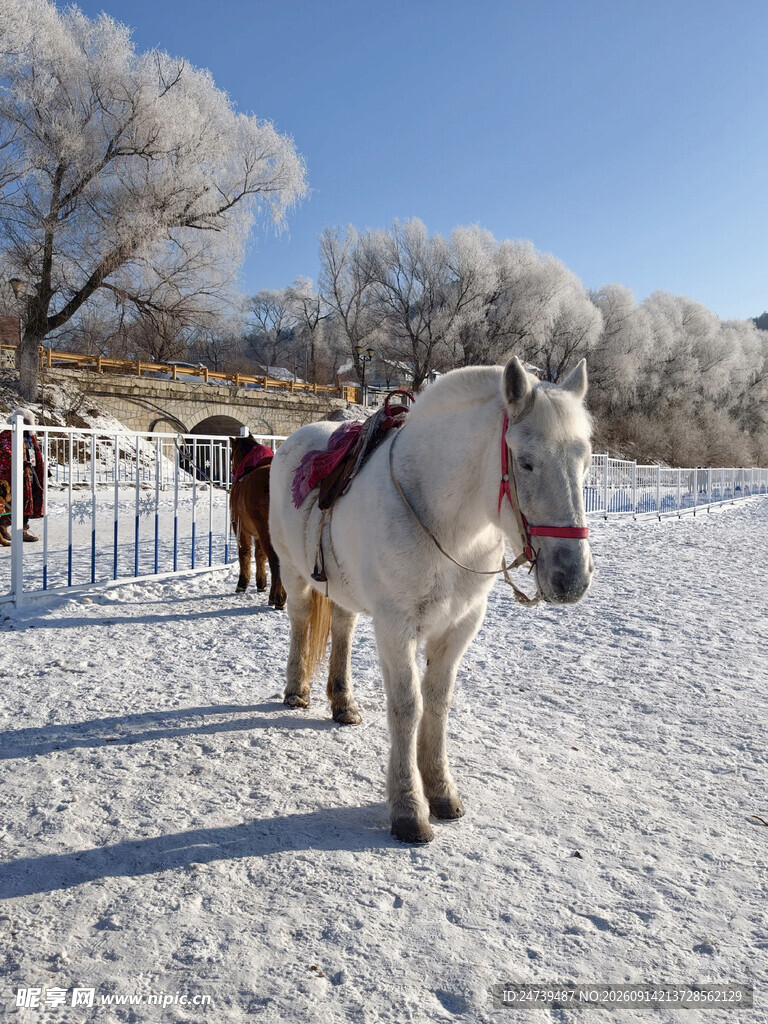 雪地中站立的俊美白马