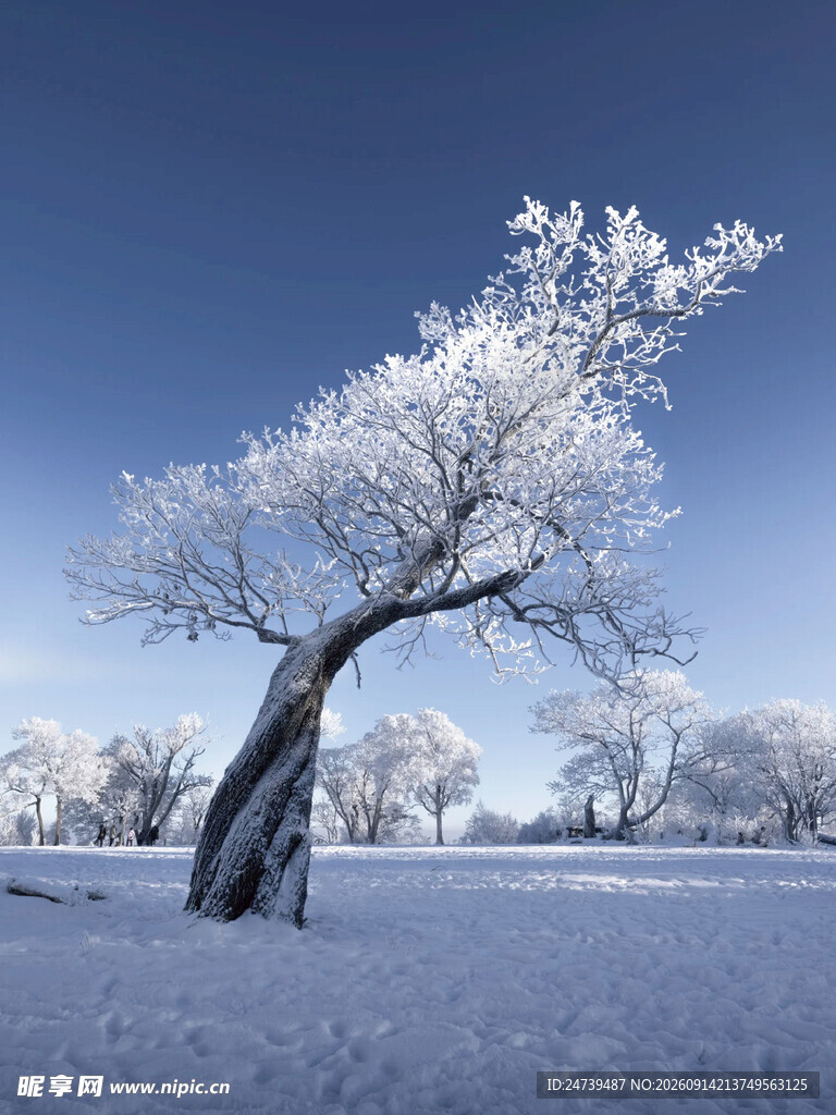 雪野中孤树的冬日景致