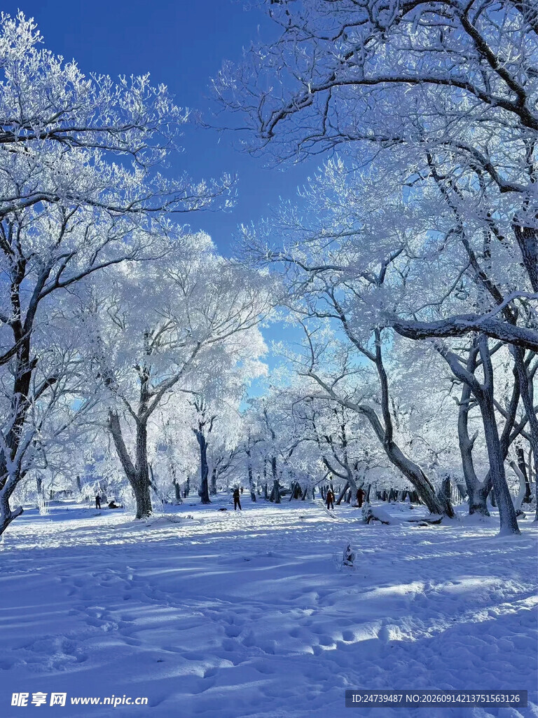 冬日雪林美景