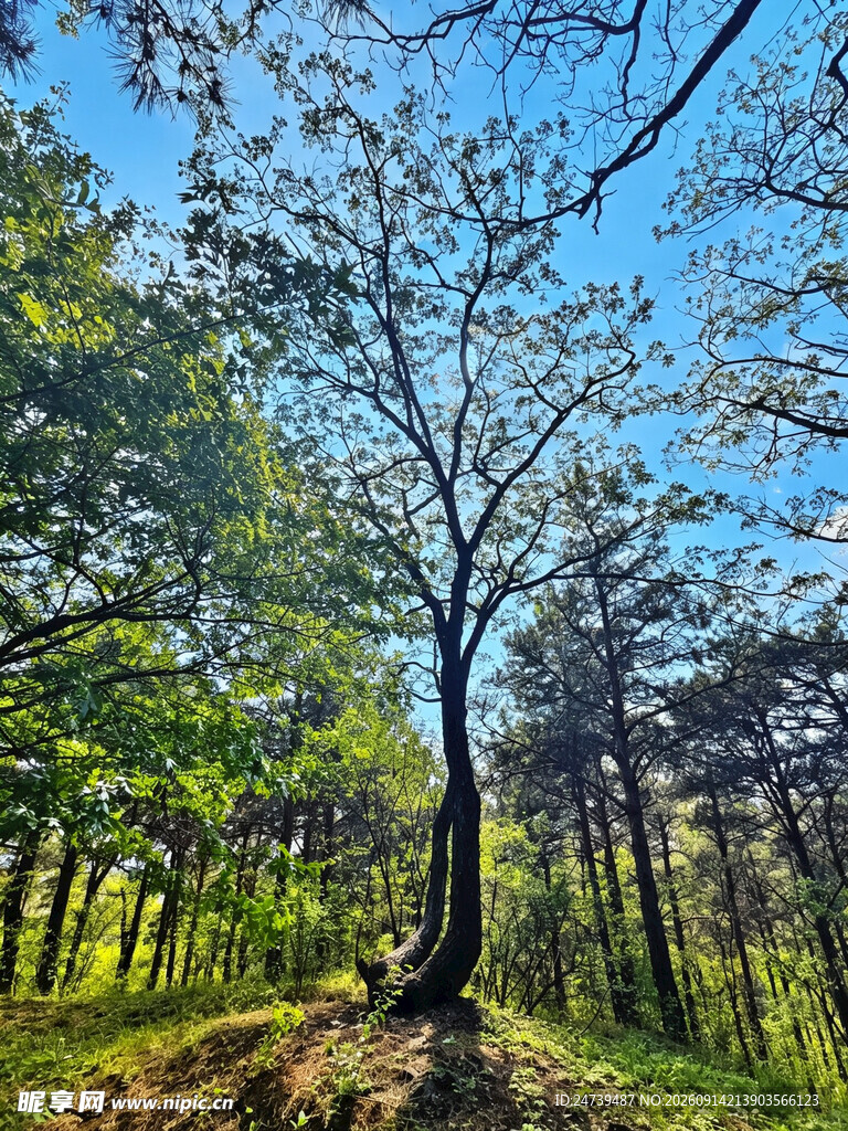 林间孤树沐浴蓝天绿意