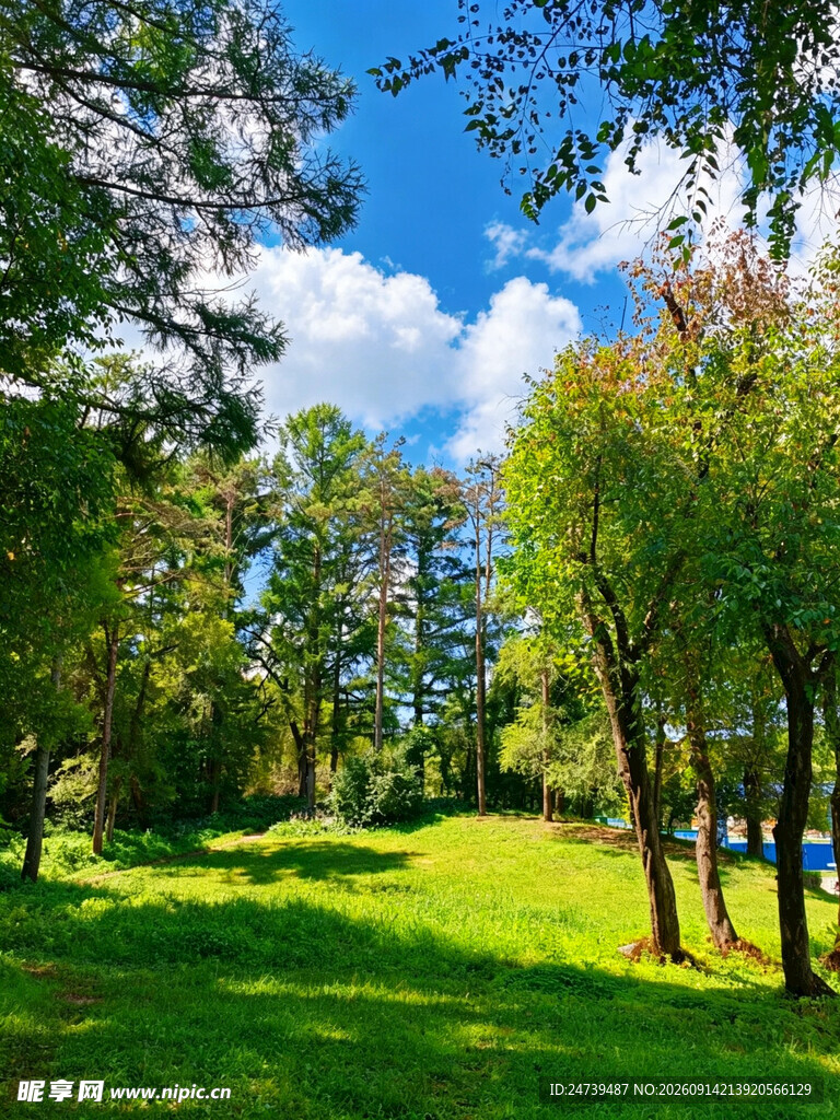 夏日林间绿地美景