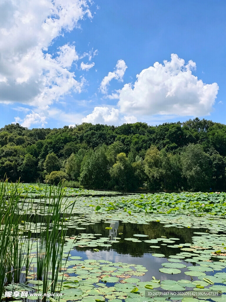 湖畔绿意自然静谧之景