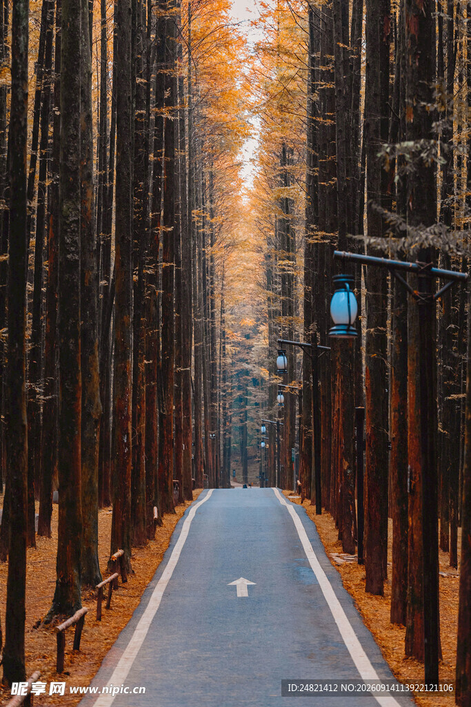 秋日林间公路