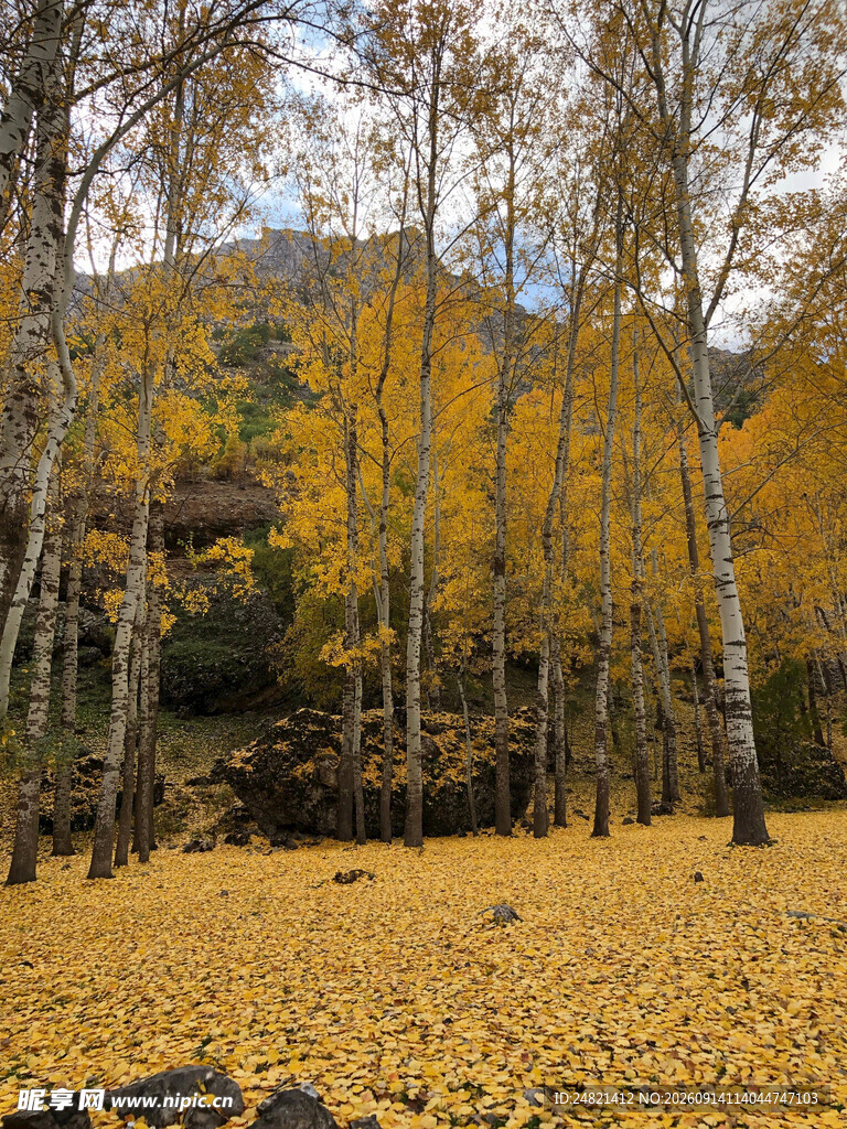 秋日山林