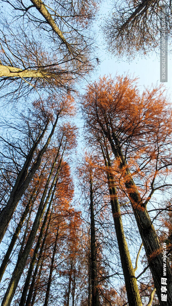 仰视金黄树林景观