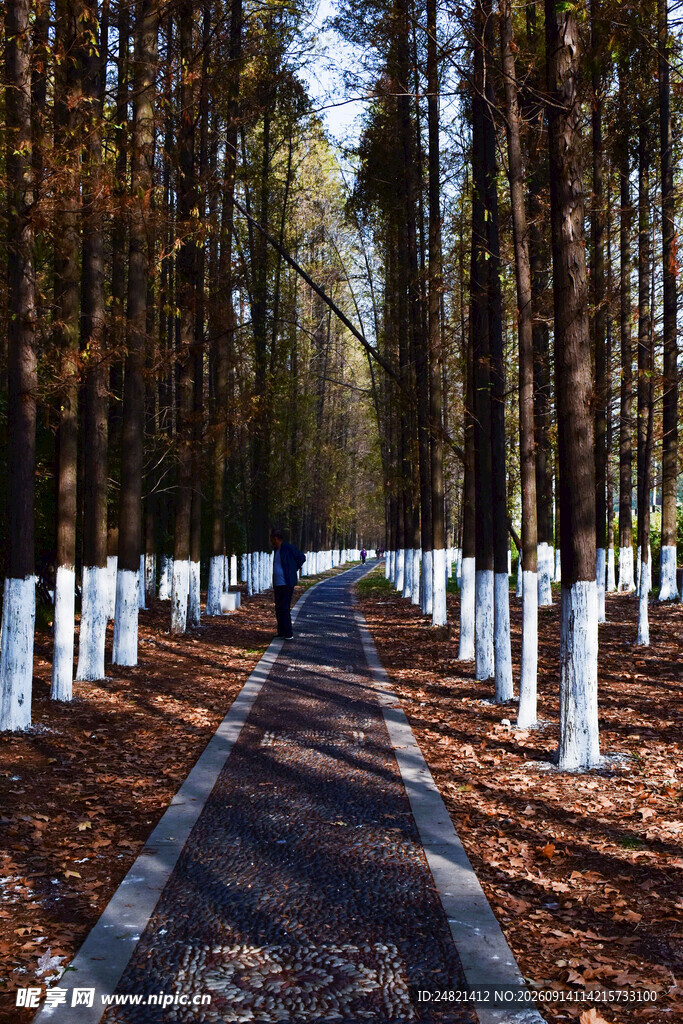 林间步道