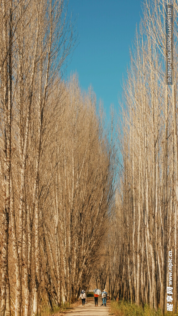 林间漫步道