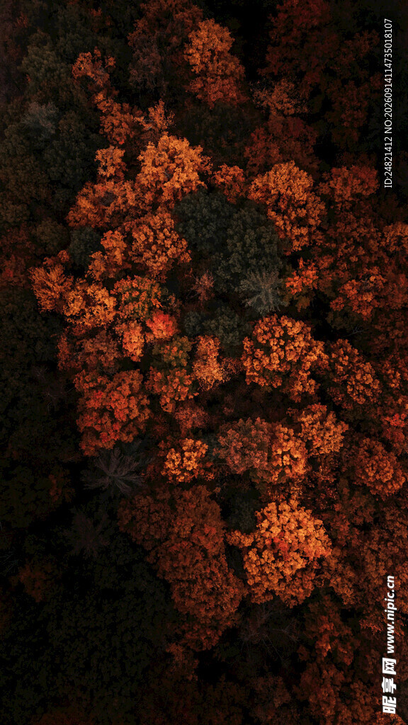 橙红色调梦幻植物纹理