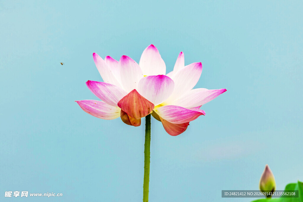 绽放的美丽荷花