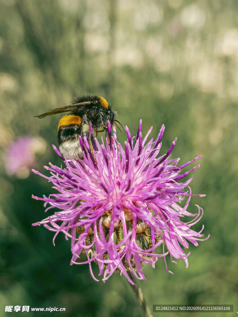 蜜蜂停留在紫色花朵上