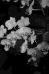 黑白花卉特写
