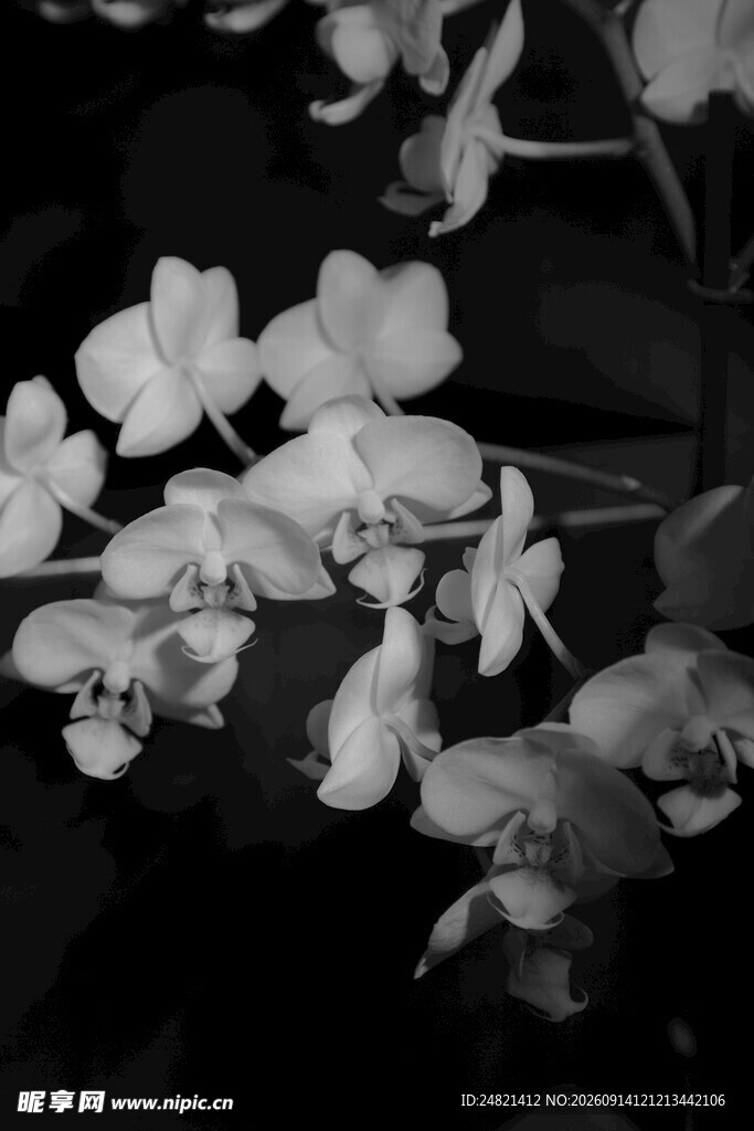 黑白花卉特写