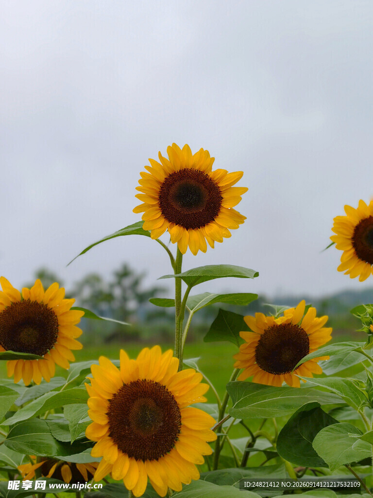 田野中的灿烂向日葵