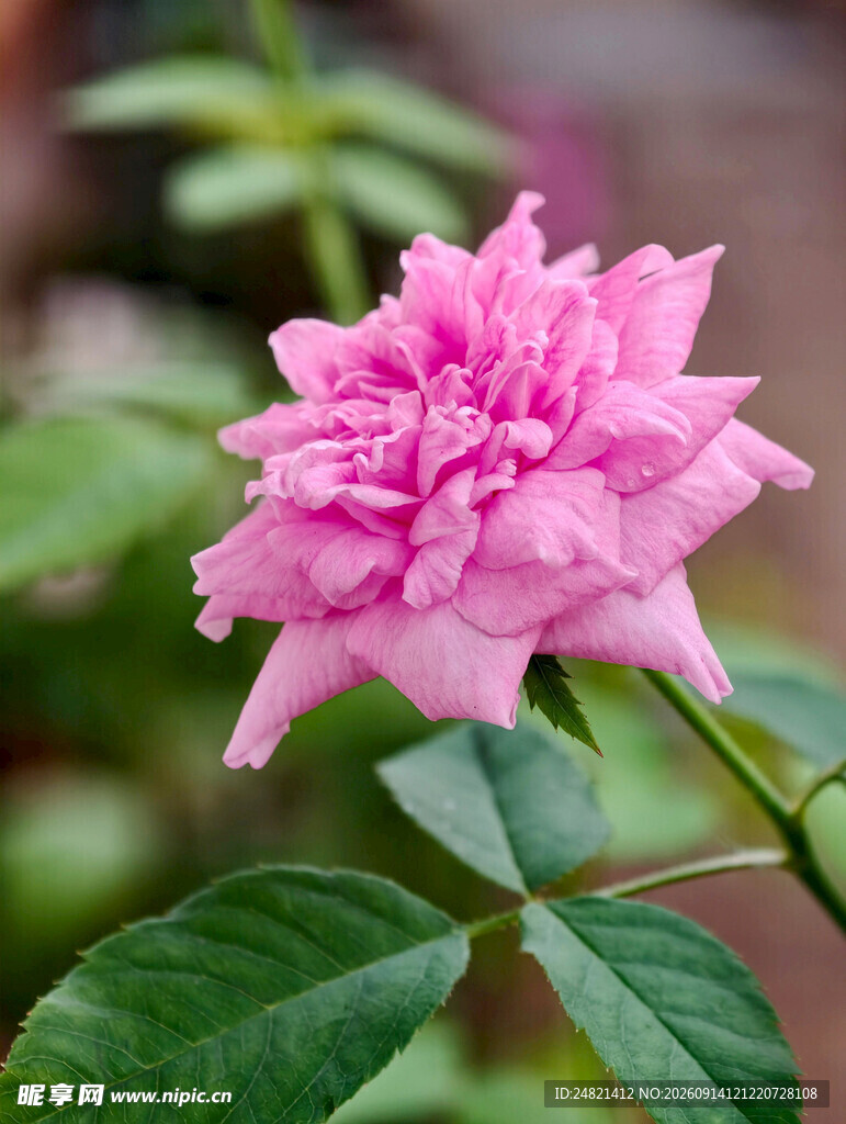 娇艳粉色月季花特写