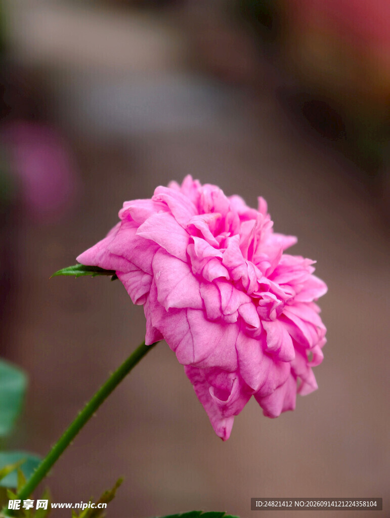 娇艳粉色单朵月季花