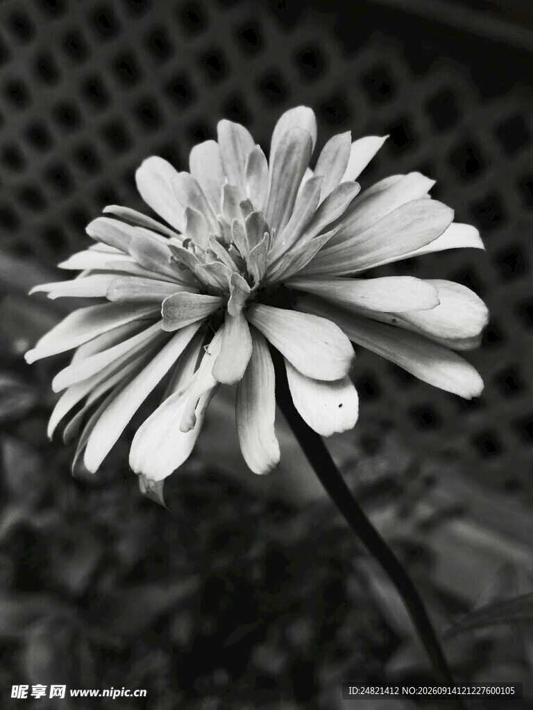 黑白单朵菊花特写