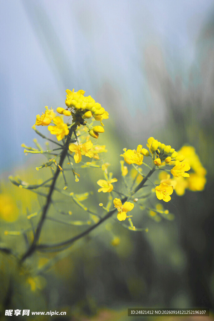 绽放的黄色油菜花