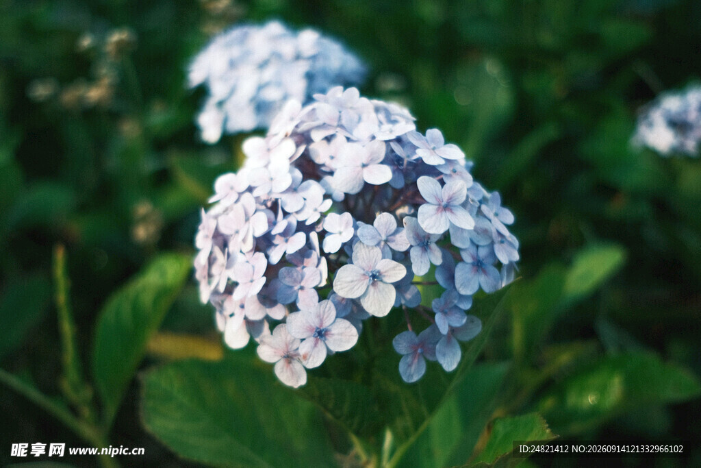 蓝紫色绣球花绽放