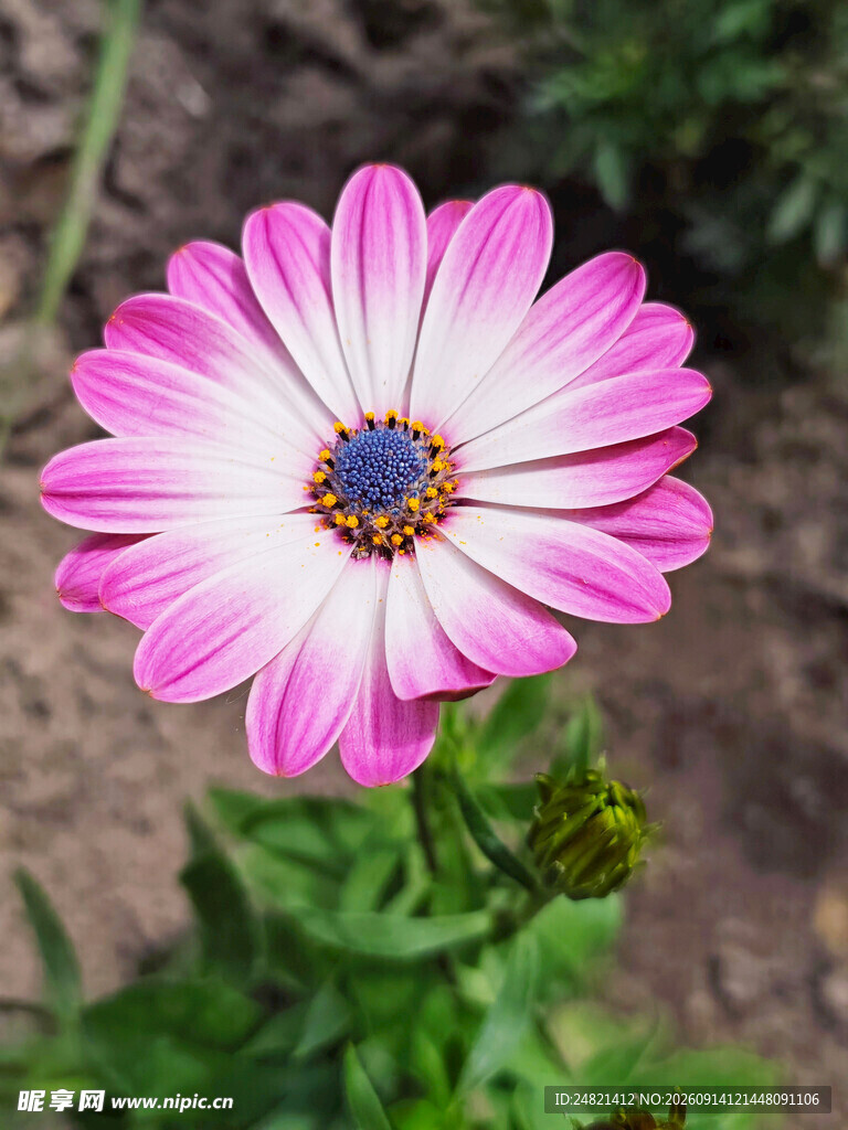 粉色雏菊绽放