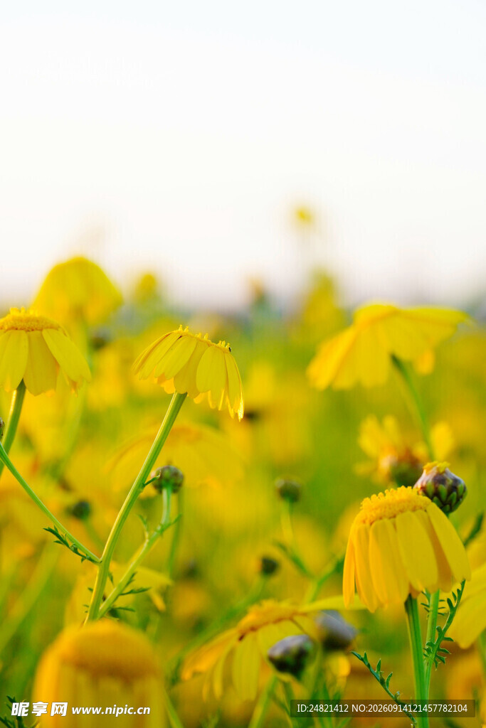 金黄花海中的蜜蜂
