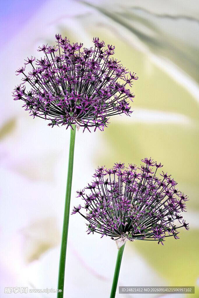 紫色葱属花卉特写