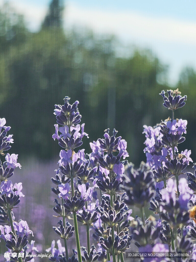 紫色薰衣草花丛特写