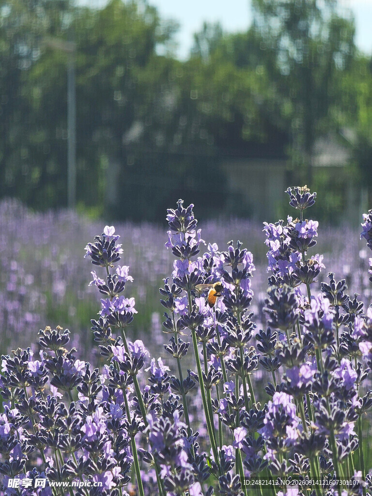 紫色薰衣草花海美景