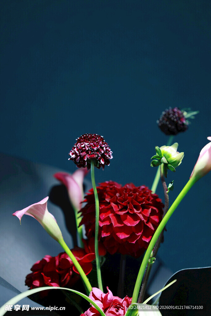 艳丽花卉特写