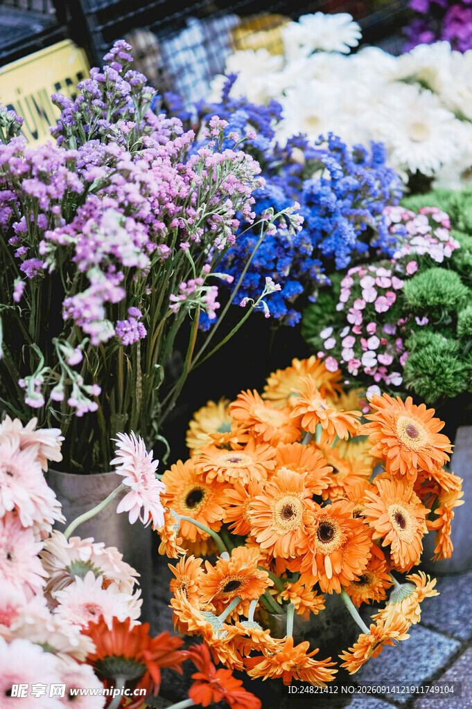 缤纷多彩花卉展示