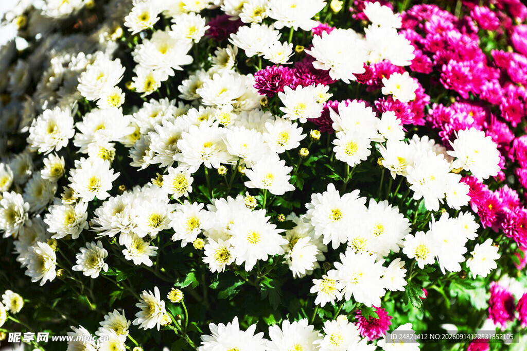 多彩菊花绽放