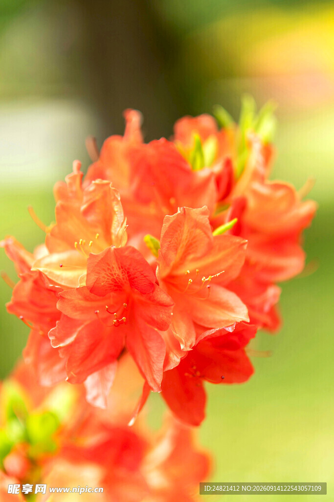 鲜艳绽放的橙红色杜鹃花
