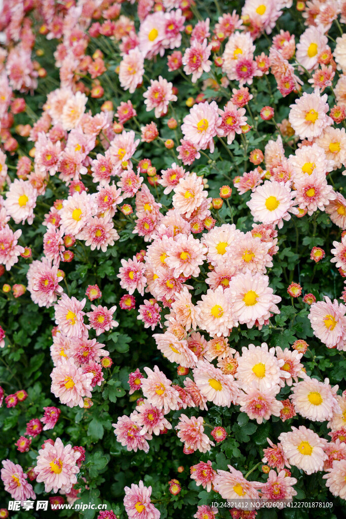 缤纷雏菊绽放生机