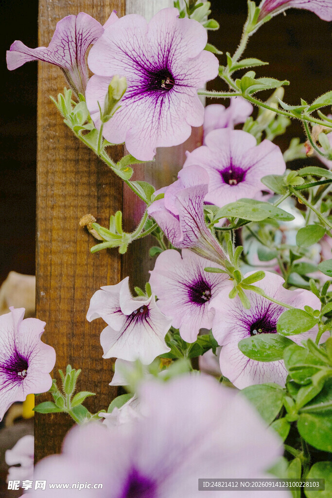 紫色矮牵牛花卉特写