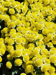 金黄菊花绽放