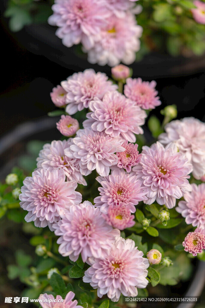 粉色菊花绽放