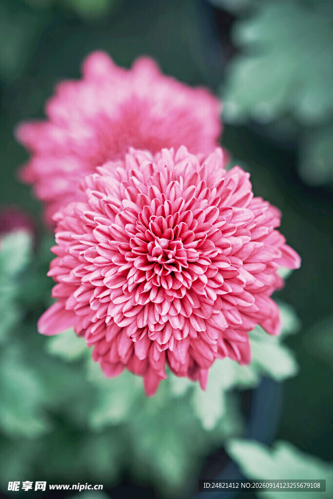 粉色菊花特写