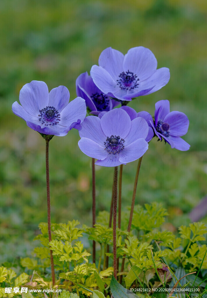 紫色银莲花绽放于草地