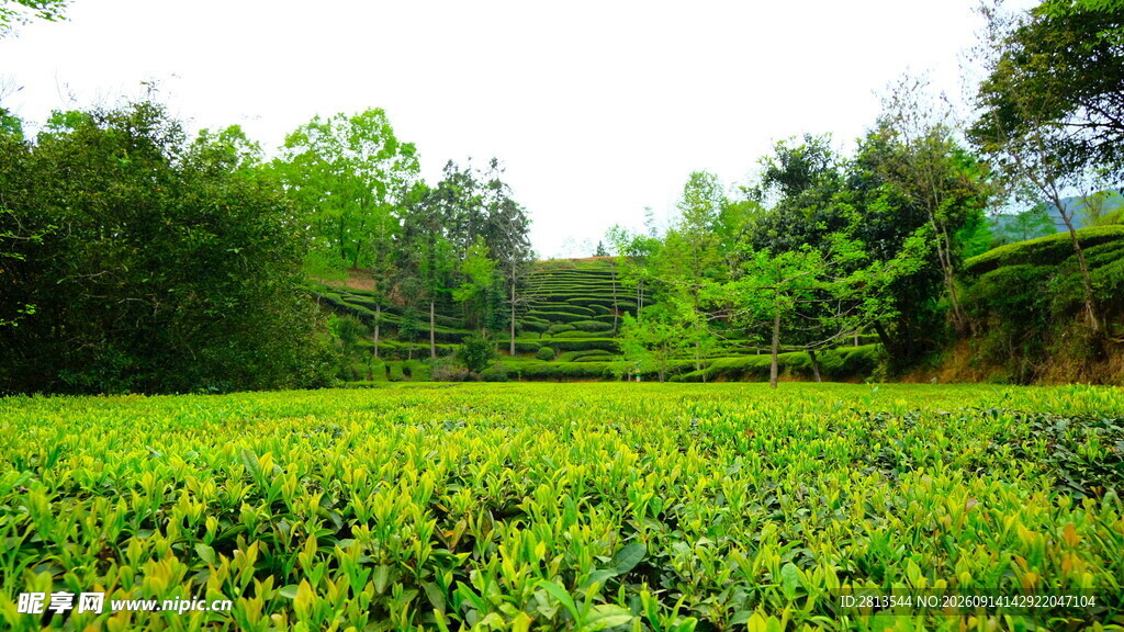 茶园风景
